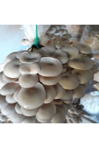 Sylvan İstiridye Mantar Tohum Kışlık1 Kilo