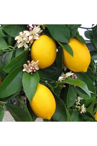 3 Yaş Aşılı Yediveren Mayer Limon Fidanı. Torbada N11.795