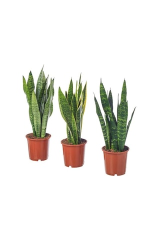 Ikea Sansevıerıa Trıfascıata Canlı Bitki, Yeşil, 14 Cm, Sansevieria Trifasciata