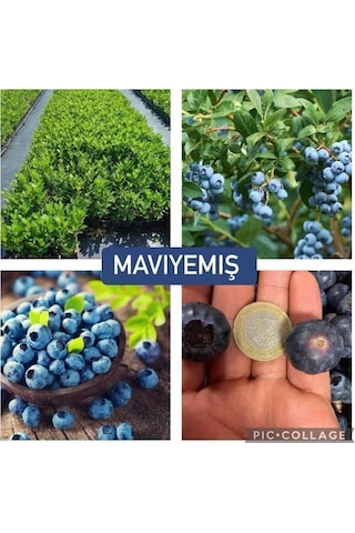 Yaban Mersini Blueberry 3 Yaş