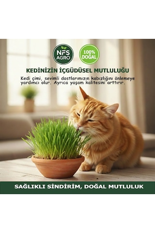 Kedi Çimi Tohumu - 250 Gram Kedi Çimi Tohumu