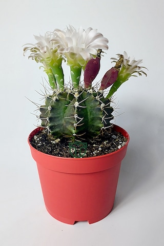 Gymnocalycium Mihanovichii Beyaz Çiçek Veren Kaktüs Büyük Boy Kırmızı Saksıda 8.5 CM