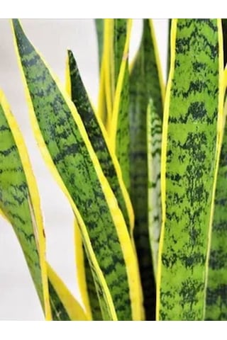 Videolu Sarılı Kılıç Çiçeği Fidanı 20-40cm Saksılı Çiçekli Bodur Bitkiler Sansevieria Trifasciata