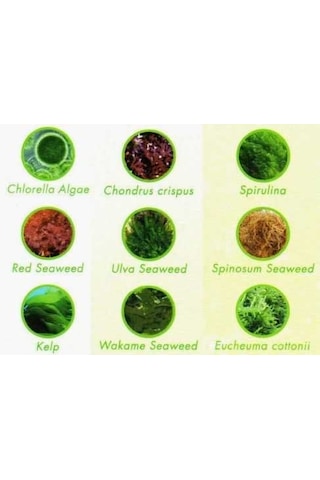 New Life Spectrum Algae Max Medium 2Mm 100 G.