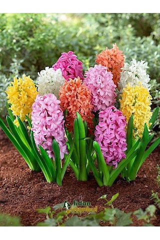 Sümbül Soğanı 5 Adet