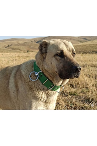 İri Ve Büyük Cinsler İçin Kanğal Köpek Tasması 80x5 Cm Yeşil