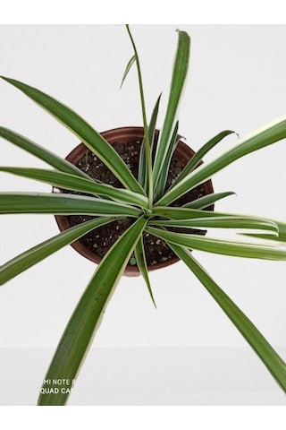 Kurdele Çiçeği Chlorophytum Kurdale