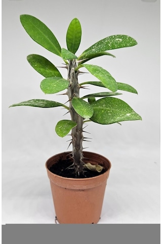 Euphorbia Milii Kırmızı Çiçek Açan Kaktüs 5,5cm Saksılı-9093147202025
