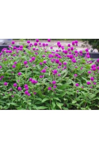 Hanım Düğmesi Tohumu 30 Adet