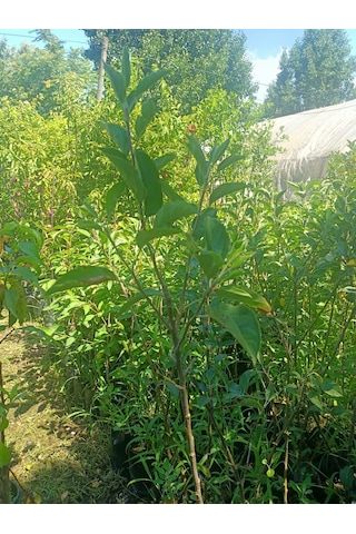 Yeşil Deniz Fidancılık Tüplü Fuji Elma Fidanı 100-150 Cm