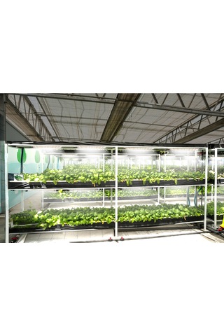Reedark Bitki Büyüme Lambası - 6 Aydınlık Seviyeli, Akıllı Zamanlayıcılı, Full Spektrum Led Panel 30x8cm Diğer