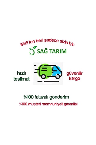 Tüplü Aşılı Erkenci Portakal Fidanı 2 Yaş 100-120 Cm