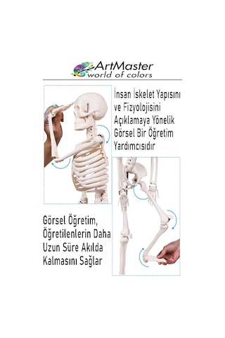 İskelet Sistemi Maketi 85 Cm 1 Adet İnsan İskelet Modeli Haraketli Eğitim İskelet Anatomisi İskelet Sistemi