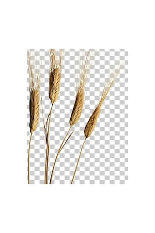 Kappadokia Katkısız Atalık Siyez Unu 1 Kg