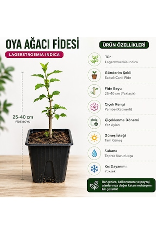 Oya Ağacı Fidesi Lagerstroemia Indica Saksılı Canlı Fide 25-40 Cm Yaz Boyu Çiçekli 1 Adet