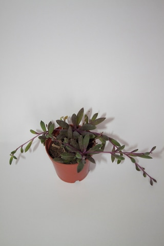 Yakut Kolyesi Çiçeği Othonna Capensis Sukulent Tekli 5,5 Cm Saksıda