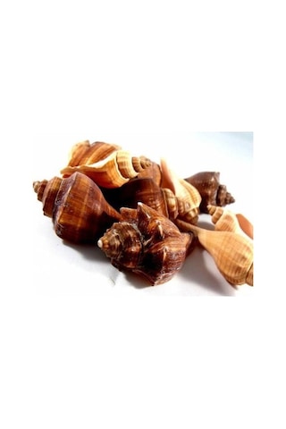 %100 NATUREL DOĞAL GERÇEK DENİZ KABUĞU 500 Gram -MMM4763