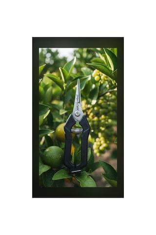 18cm Siyah Saplı Narenciye & Üzüm Makası Bahçe Hasat Budama