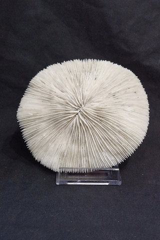 Mantar Mercan Dekoratif Parça Mushroom Coral 9dm