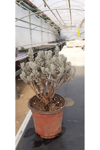 Lavanta Fidesi Fidanı 10-20 Cm