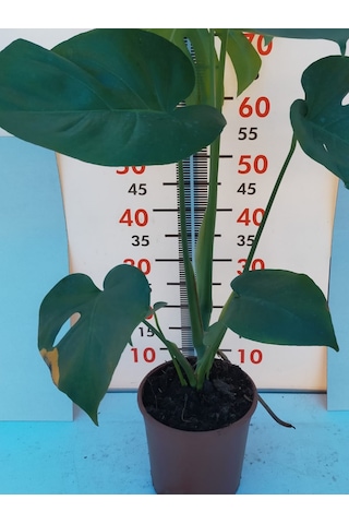 Deve Tabanı-monstera Deliciosa 40-60 Cm