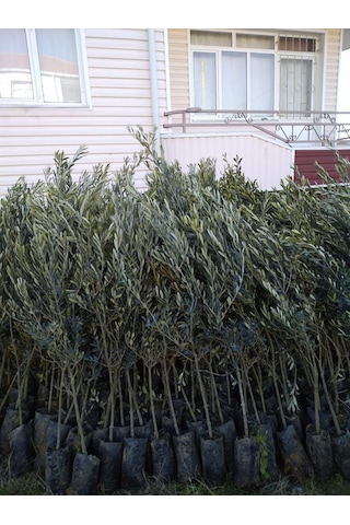 Tüplü Gemlik Trilye Zeytin Fidanı