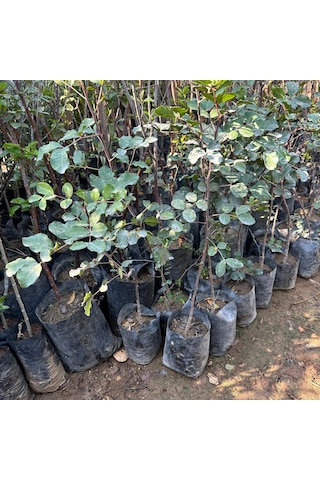 Tüm Bölgelere Uyumlu Keçi Boynuzu Mikro Aşılı Harnup Fidanı