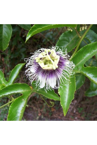 Tüplü Pasiflora Edulis Maruçya Maracuya Fidanı