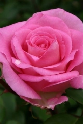 Beverly Pembe Kokulu Gül Fidanı Beverly Pembe Kokulu Gül Fidanı