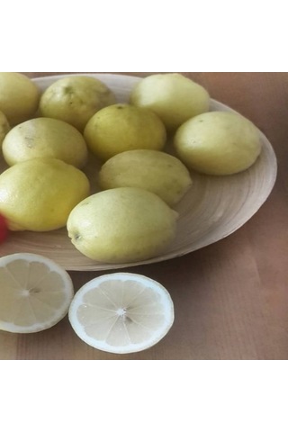 Tüplü Yoğun Kokulu Finike Beyaz Limon Fidanı