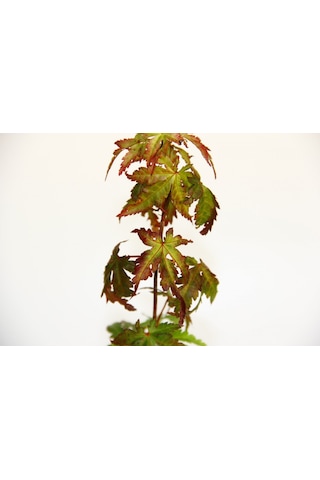 Bonsai Japon Akçaağacı Acer Palmatum Saydam Saksıda