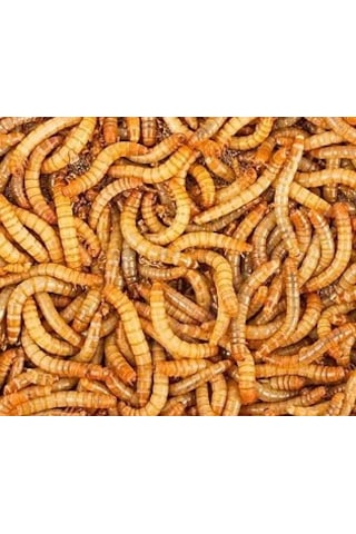 Un Kurdu Canlı Yem 100 Adet Un Kurdu Canlı Yem 100 Adet
