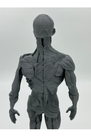 İnsan Anatomisi Erkek - Kas Ve Kemik Detaylar - 35 Cm