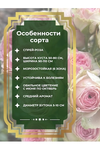 Dream Roses Mimmi Eden Gül Fidesi 159488808