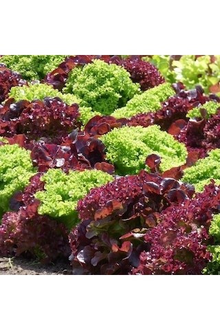 Gelenesel Ata Tohum Mixed Marul Tohumu 100tohum