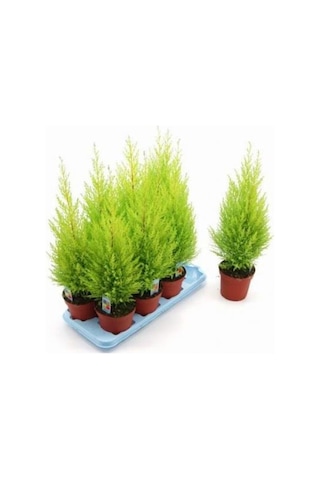 Limon Çamı Servi Fidanı 30-60 Cm