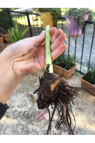 Canna İndica Kanna Tespih Çiçeği Fidanı Turuncu 10-20 Cm