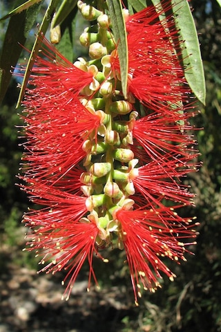 Fırça Çalısı Callistemon (15~20 cm)
