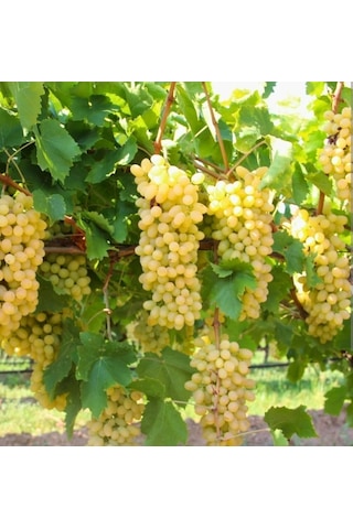 Sultaniye Çekirdeksiz İzmir Üzümü Asma Fidanı