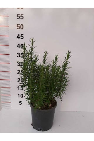 Biberiye Fidanı 20cm-40cm