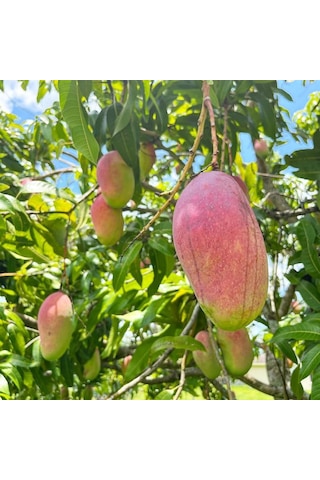 Aşılı Valencia Pride Mango Fidanı - 2 Yaş - 1 Kg Üzeri Dev Meyveli Nadir Gurme Çeşit Sınırlı Stok