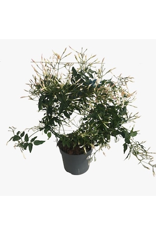 Jasminum Polyanthum - Arap Yasemini