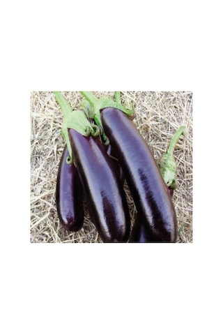 Kemer Patlıcan Tohumu - 5 Gram