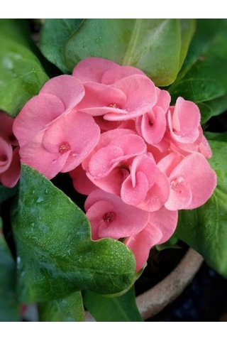 İthal Milli Dikenler Tacı Çiçeği Büyük Çiçekli 20-40 Cm Saksılı Euphorbia Milii