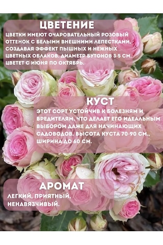 Dream Roses Mimmi Eden Gül Fidesi 159488808