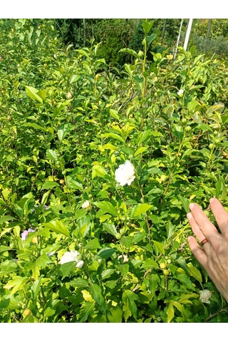 Yeşil Deniz Fidancılık Hatmi Fidanı 50-100 Cm