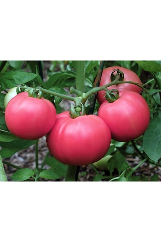 Pembe Domates Fidesi 5 Adet