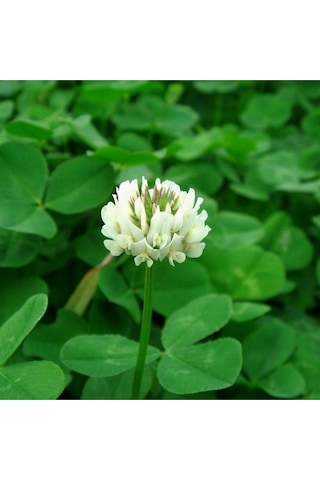 Ak Üçgül Trifolium Repens Bodur Yonca Tohumu 500 Gram