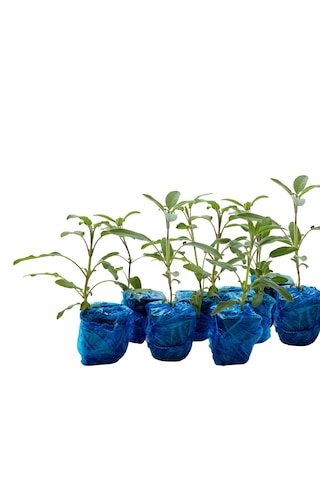 Anadolu Adaçayı Salvia Fruticosa 9'lu