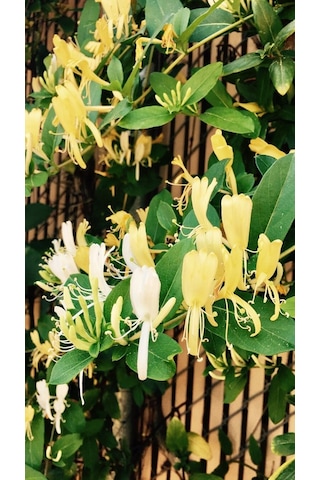 Sarmaşık Çiçekli Hanımeli Fidanı 1 Adet